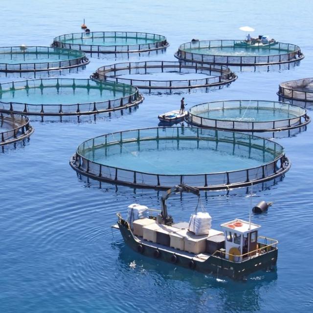 Custom Cage Net,Custom Cage Net Manufacturer | PE Aquaculture Fish Cage Net,PLFISHERY