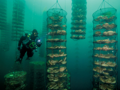 Custom Pearl Farming Net,Pearl Farming Net Manufacturer | PE Monofilament Aquaculture Net,PLFISHERY