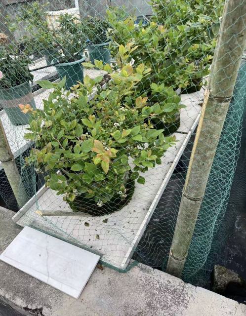 Custom Anti-Bird Net,UV-Resistant Tailor-made Bird Netting - Agriculture Netting Suppliers,PLFISHERY