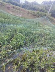 Custom Anti-Bird Net,UV-Resistant Tailor-made Bird Netting - Agriculture Netting Suppliers,PLFISHERY
