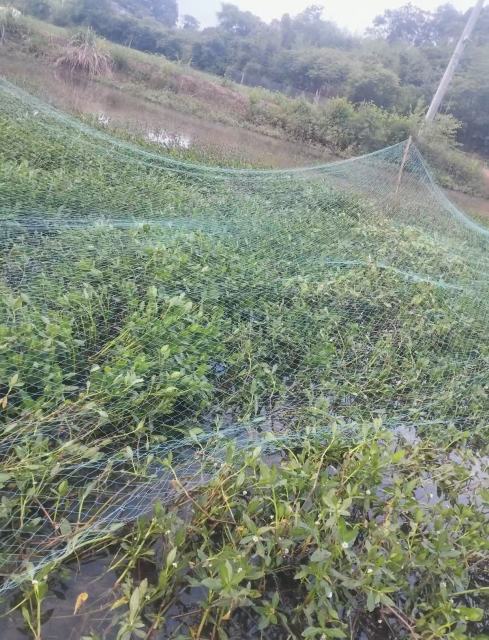 Custom Anti-Bird Net,UV-Resistant Tailor-made Bird Netting - Agriculture Netting Suppliers,PLFISHERY