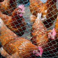 Custom Chicken Net,Chicken Net Manufacturer | Poultry, Farm & Garden Netting,PLFISHERY