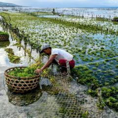Custom Seaweed Farming Net,Seaweed Farming Net Manufacturer | PE Aquaculture Net,PLFISHERY