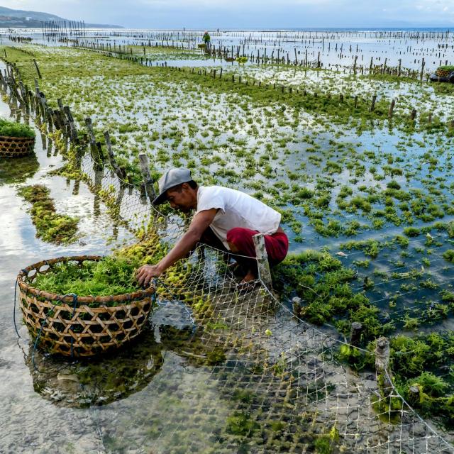 Custom Seaweed Farming Net,Seaweed Farming Net Manufacturer | PE Aquaculture Net,PLFISHERY
