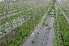 Custom Trellis Net,Trellis Net Manufacturer | PE Plant Support Netting,PLFISHERY