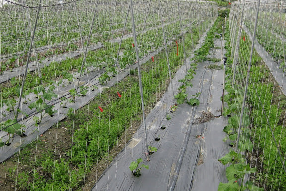 Custom Trellis Net,Trellis Net Manufacturer | PE Plant Support Netting,PLFISHERY