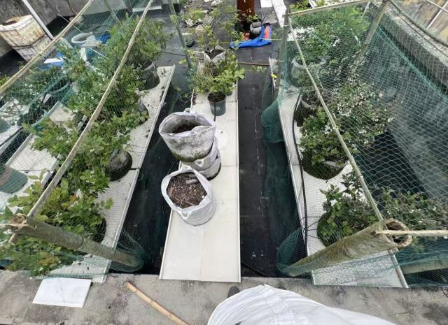 Custom Anti-Bird Net,UV-Resistant Tailor-made Bird Netting - Agriculture Netting Suppliers,PLFISHERY