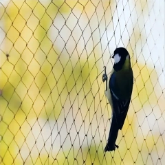 Custom Anti-Bird Net,UV-Resistant Tailor-made Bird Netting - Agriculture Netting Suppliers,PLFISHERY