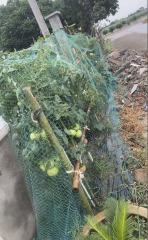 Custom Anti-Bird Net,UV-Resistant Tailor-made Bird Netting - Agriculture Netting Suppliers,PLFISHERY