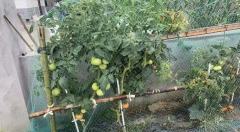 Custom Anti-Bird Net,UV-Resistant Tailor-made Bird Netting - Agriculture Netting Suppliers,PLFISHERY