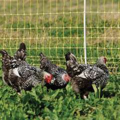 Custom Chicken Net,Chicken Net Manufacturer | Poultry, Farm & Garden Netting,PLFISHERY