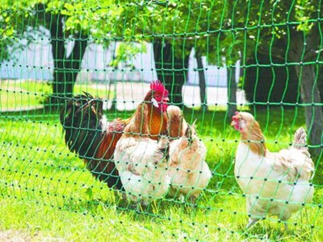 Custom Chicken Net,Chicken Net Manufacturer | Poultry, Farm & Garden Netting,PLFISHERY