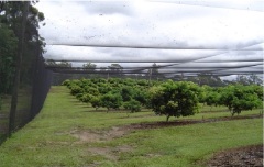 Custom Anti-Bird Net,UV-Resistant Tailor-made Bird Netting - Agriculture Netting Suppliers,PLFISHERY