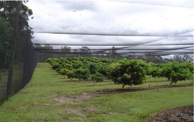Custom Anti-Bird Net,UV-Resistant Tailor-made Bird Netting - Agriculture Netting Suppliers,PLFISHERY