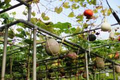 Custom Trellis Net,Trellis Net Manufacturer | PE Plant Support Netting,PLFISHERY