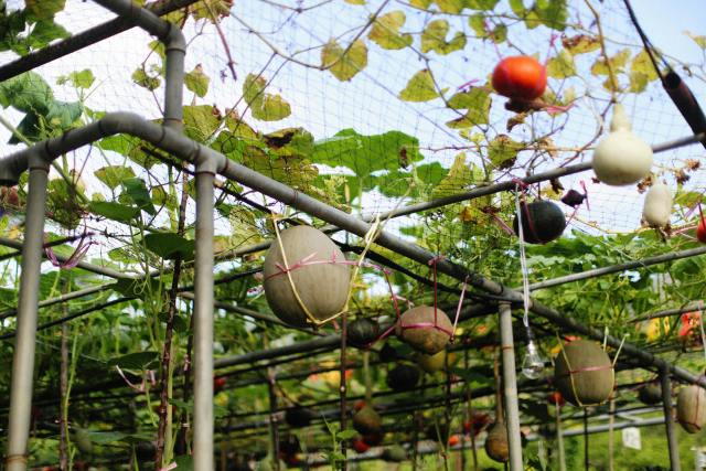 Custom Trellis Net,Trellis Net Manufacturer | PE Plant Support Netting,PLFISHERY