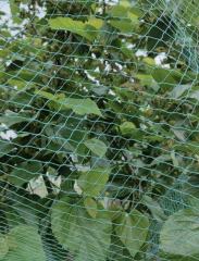 Custom Anti-Bird Net,UV-Resistant Tailor-made Bird Netting - Agriculture Netting Suppliers,PLFISHERY