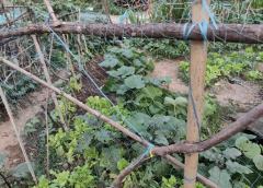 Custom Anti-Bird Net,UV-Resistant Tailor-made Bird Netting - Agriculture Netting Suppliers,PLFISHERY