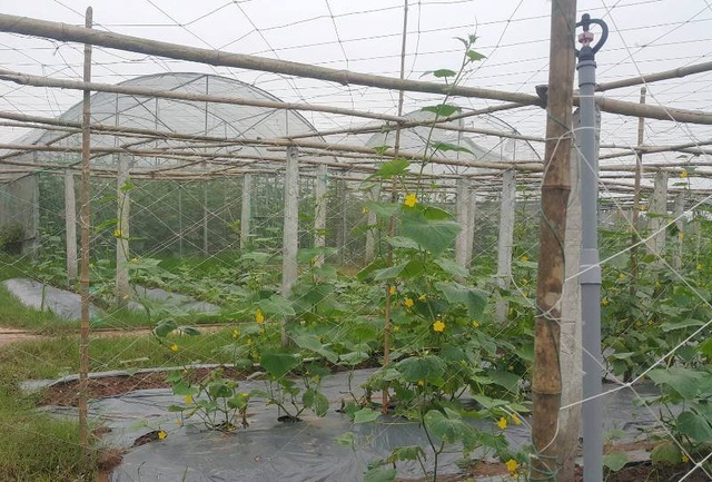 Custom Trellis Net,Trellis Net Manufacturer | PE Plant Support Netting,PLFISHERY