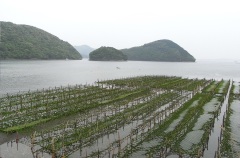 Custom Seaweed Farming Net,Seaweed Farming Net Manufacturer | PE Aquaculture Net,PLFISHERY