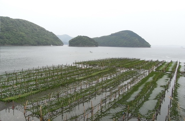 Custom Seaweed Farming Net,Seaweed Farming Net Manufacturer | PE Aquaculture Net,PLFISHERY
