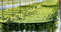 Custom Seaweed Farming Net,Seaweed Farming Net Manufacturer | PE Aquaculture Net,PLFISHERY