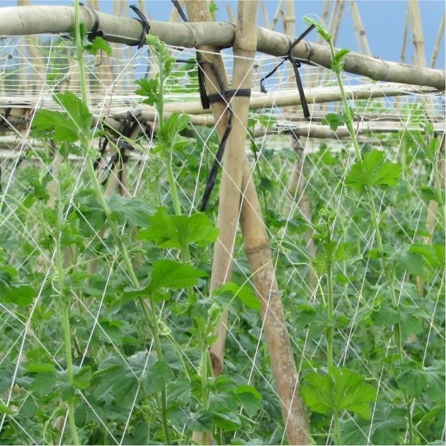 Custom Trellis Net,Trellis Net Manufacturer | PE Plant Support Netting,PLFISHERY