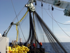 Purse Seine Fishing Net,Purse Seine Net Manufacturer | Nylon & PE Commercial Fishing Net,PLFISHERY