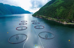 Custom Cage Net,Custom Cage Net Manufacturer | PE Aquaculture Fish Cage Net,PLFISHERY