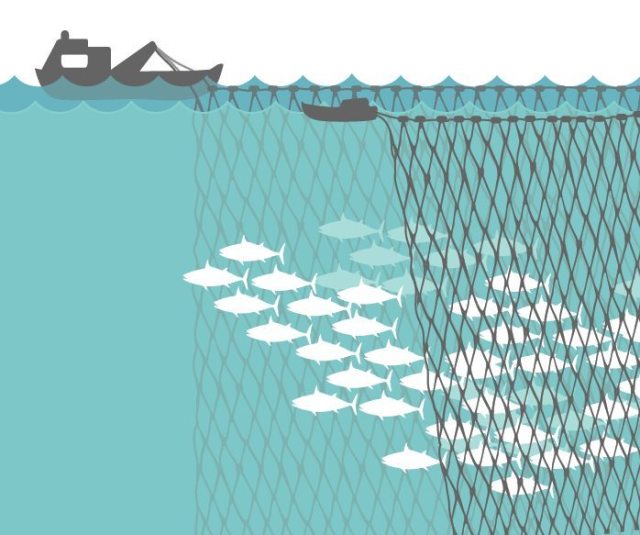 Purse Seine Fishing Net,Purse Seine Net Manufacturer | Nylon & PE Commercial Fishing Net,PLFISHERY