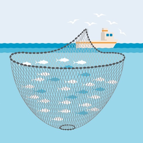 Purse Seine Fishing Net,Purse Seine Net Manufacturer | Nylon & PE Commercial Fishing Net,PLFISHERY
