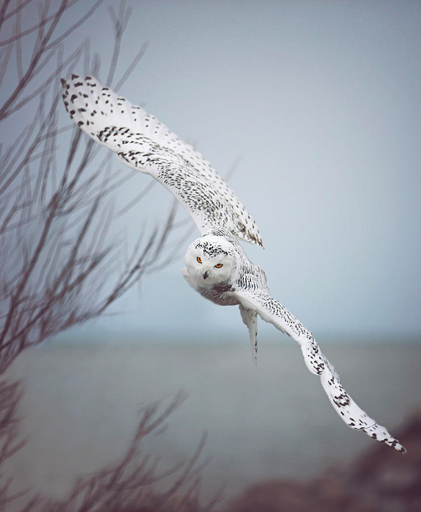 Snowy Owl In Flight Canvas Wall Art