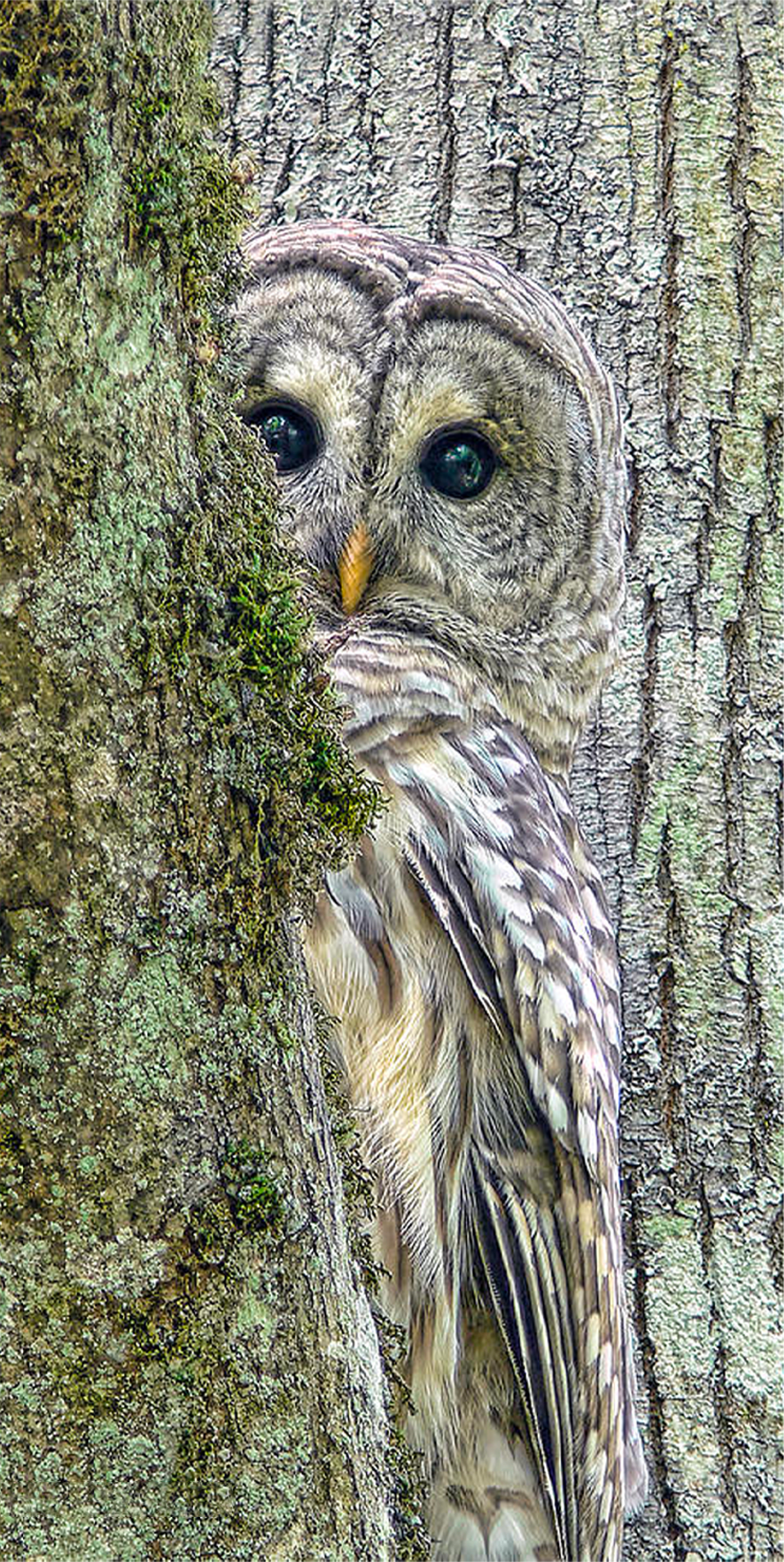 Barred Owl Peek a Boo Canvas Wall Art