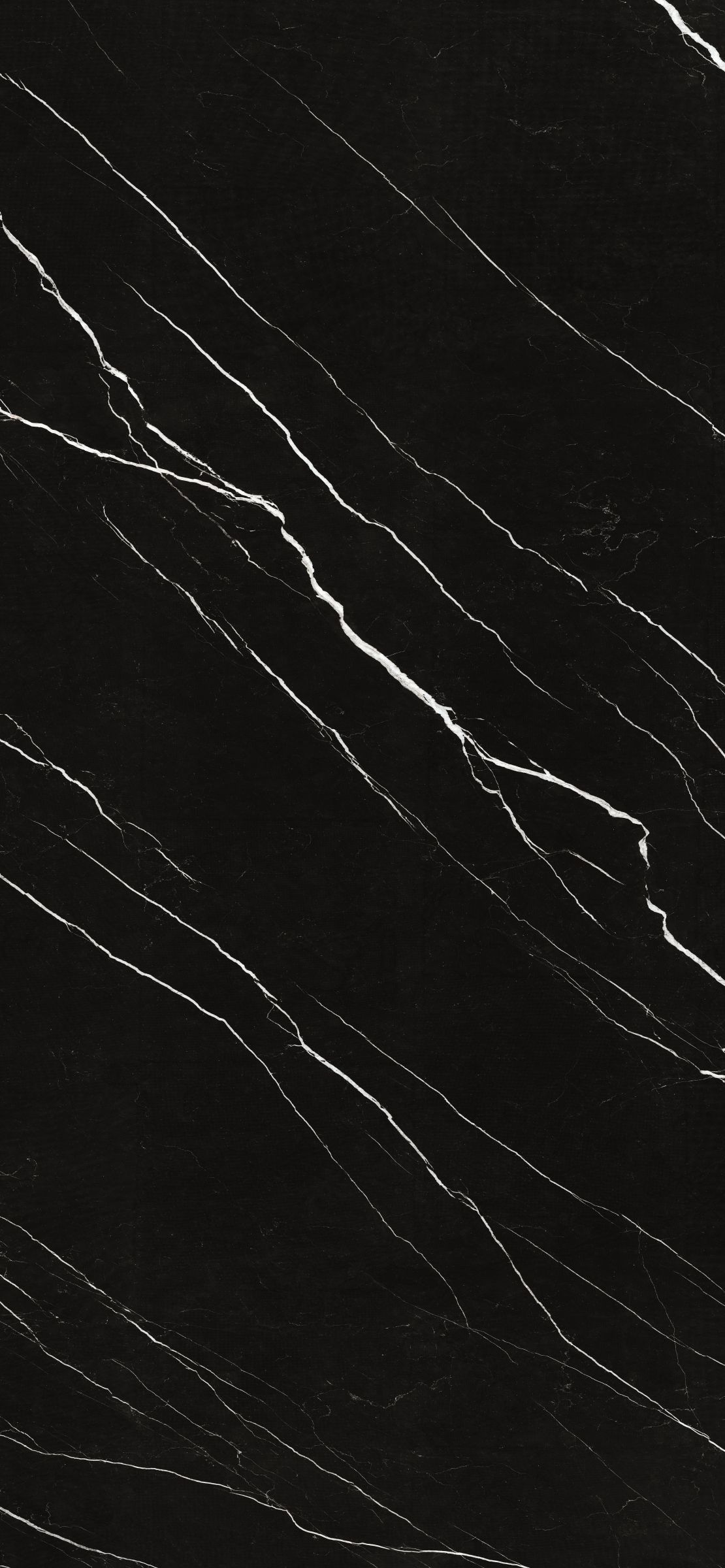 Bermuda Black