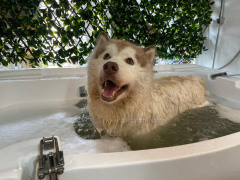 Mandian Spa Ozon Anjing Besar Pelbagai Fungsi 58 Inci Walk-in