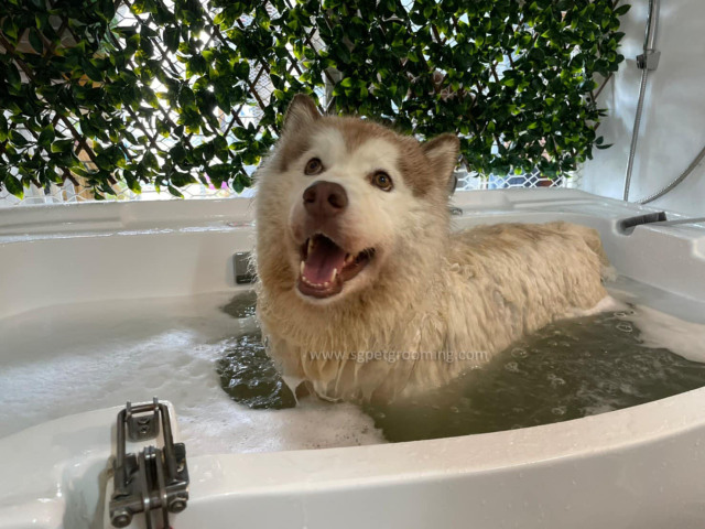 Mandian Spa Ozon Anjing Besar Pelbagai Fungsi 58 Inci Walk-in