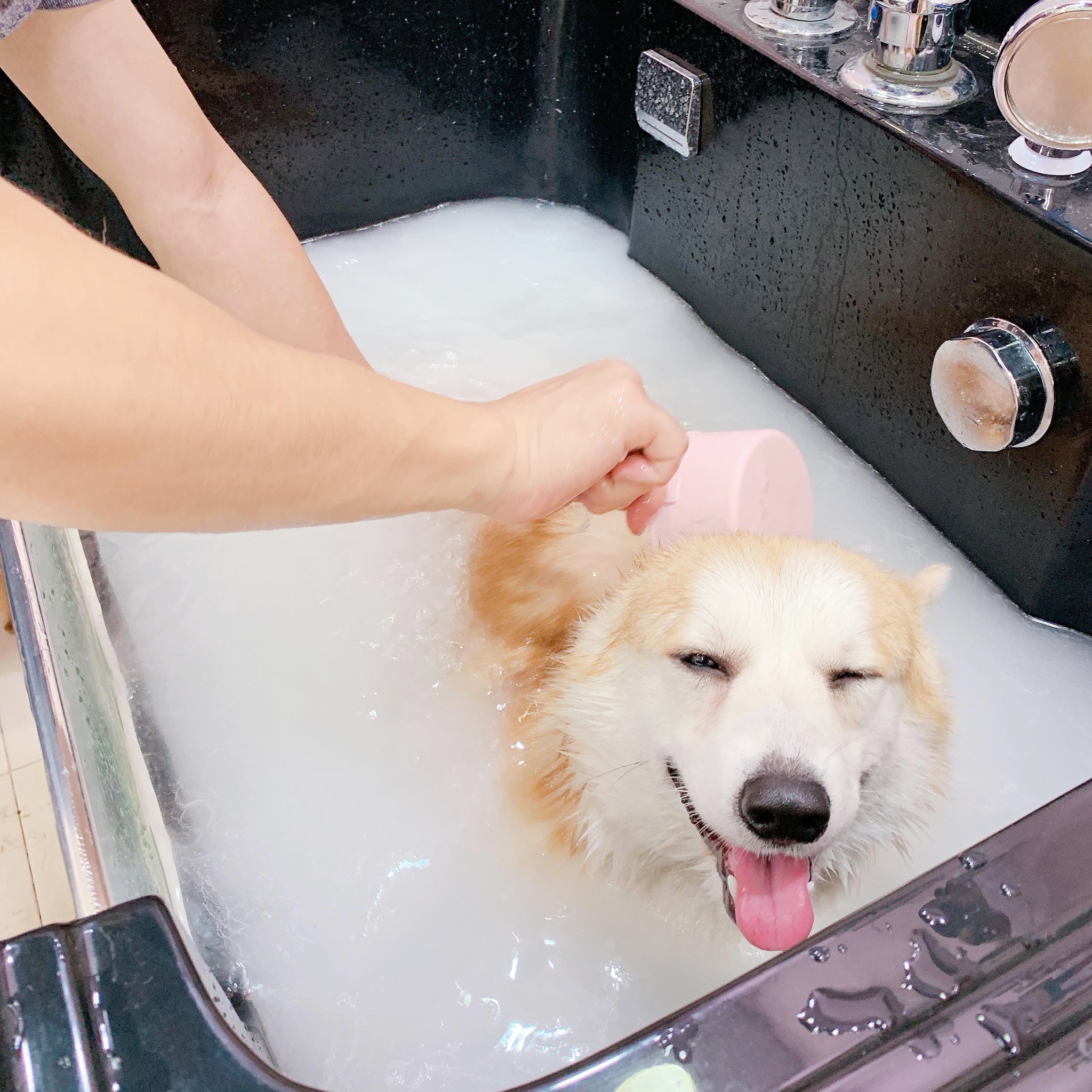 Banheira de acrílico popular com ozônio para cães.