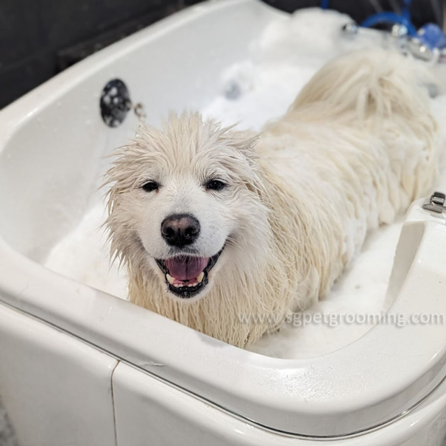 Spa Ozon Gelembung Anjing Besar Berjalan Kaki Mandian