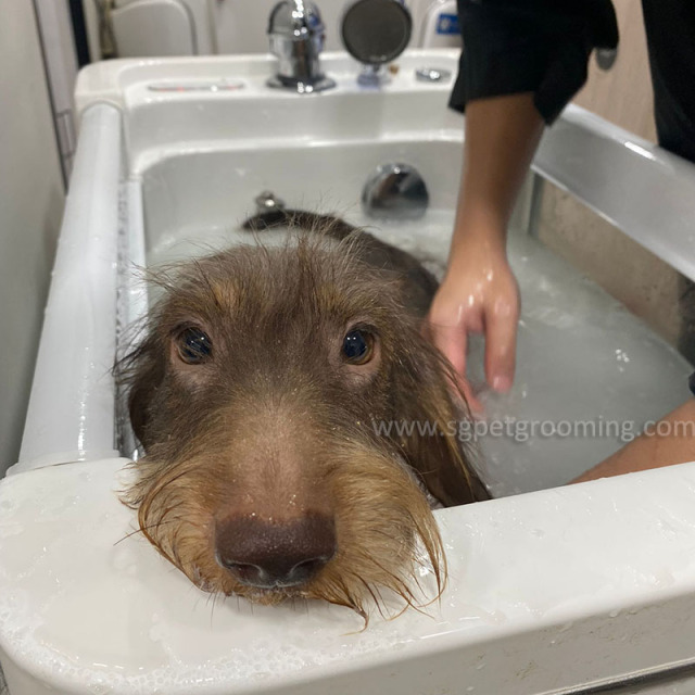 반려견을 위한 세련된 이중 패널 스파 욕조