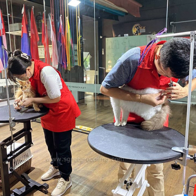 Mesa de tosa redonda de 24 polegadas com elevação a ar para animais de estimação de pequeno porte