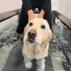 Tapis roulant per la riabilitazione di grandi animali domestici con nastro trasportatore largo 600 mm