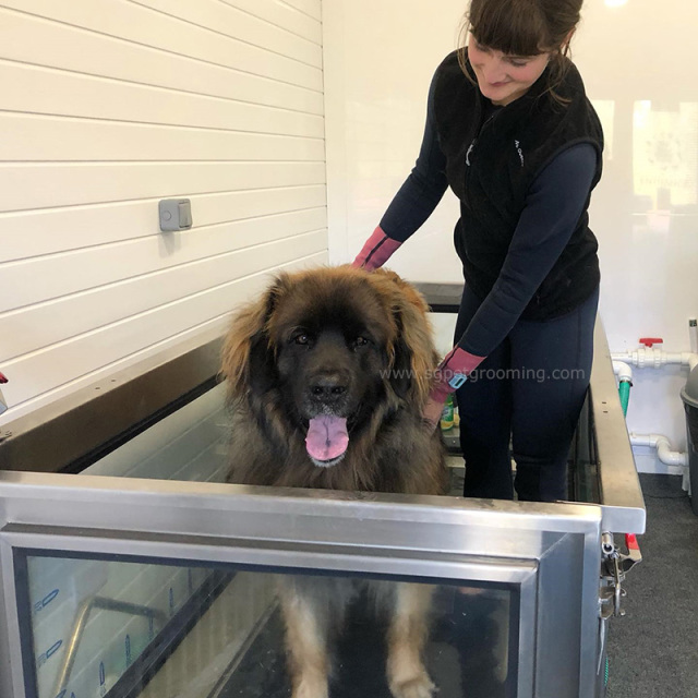 반려견용 수중 수치료 러닝머신 판매합니다