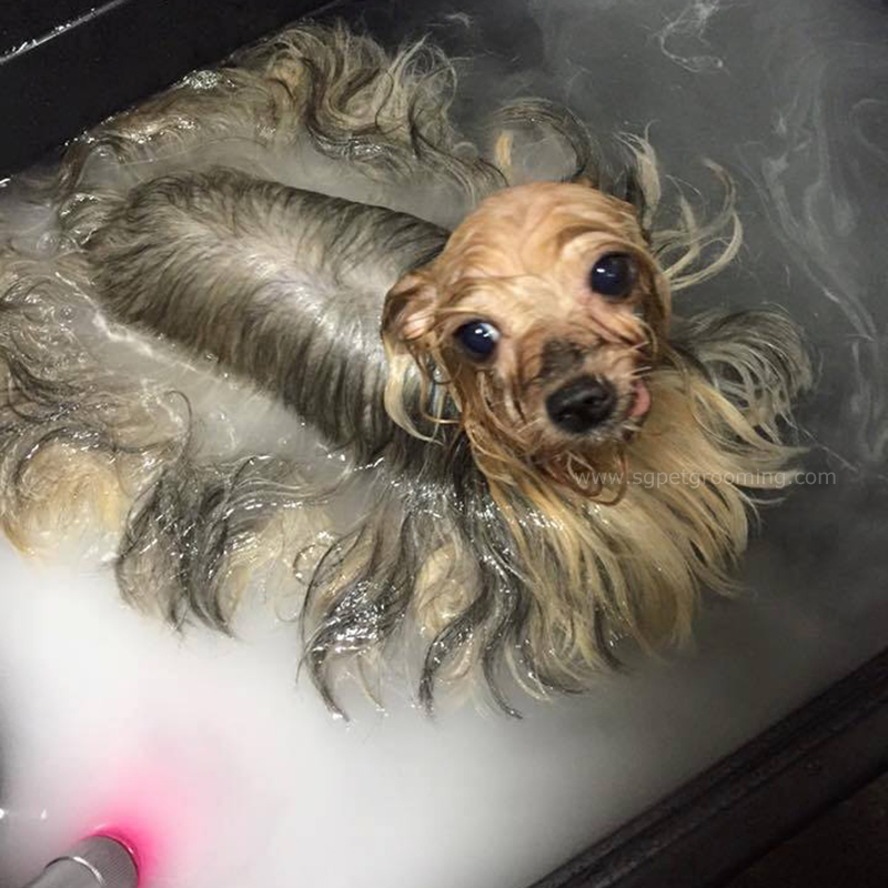 マイクロバブルバス犬用 MS700