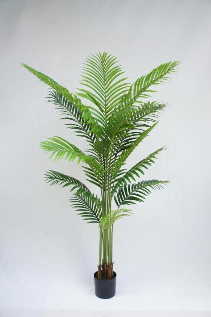 Areca Palm Potted Plant