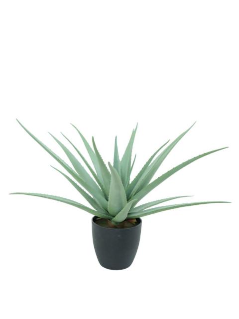 Mini Aloe Succulent Potted Plant