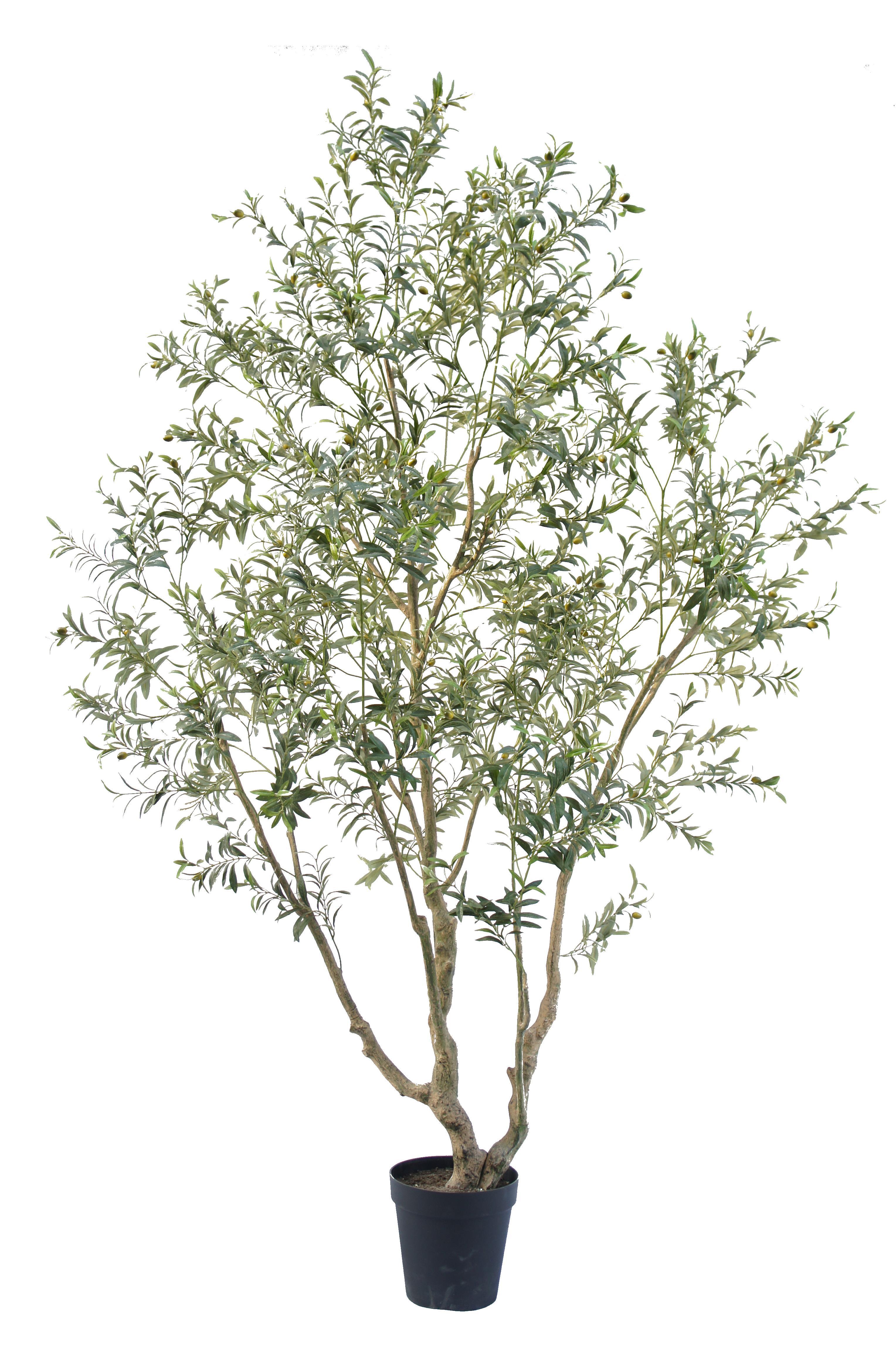 Olive Tree Potted Plant