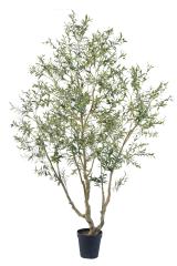 Olive Tree Potted Plant