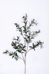 Olive Fruit Single Stem