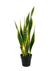 Snake Plant Potted Plant
