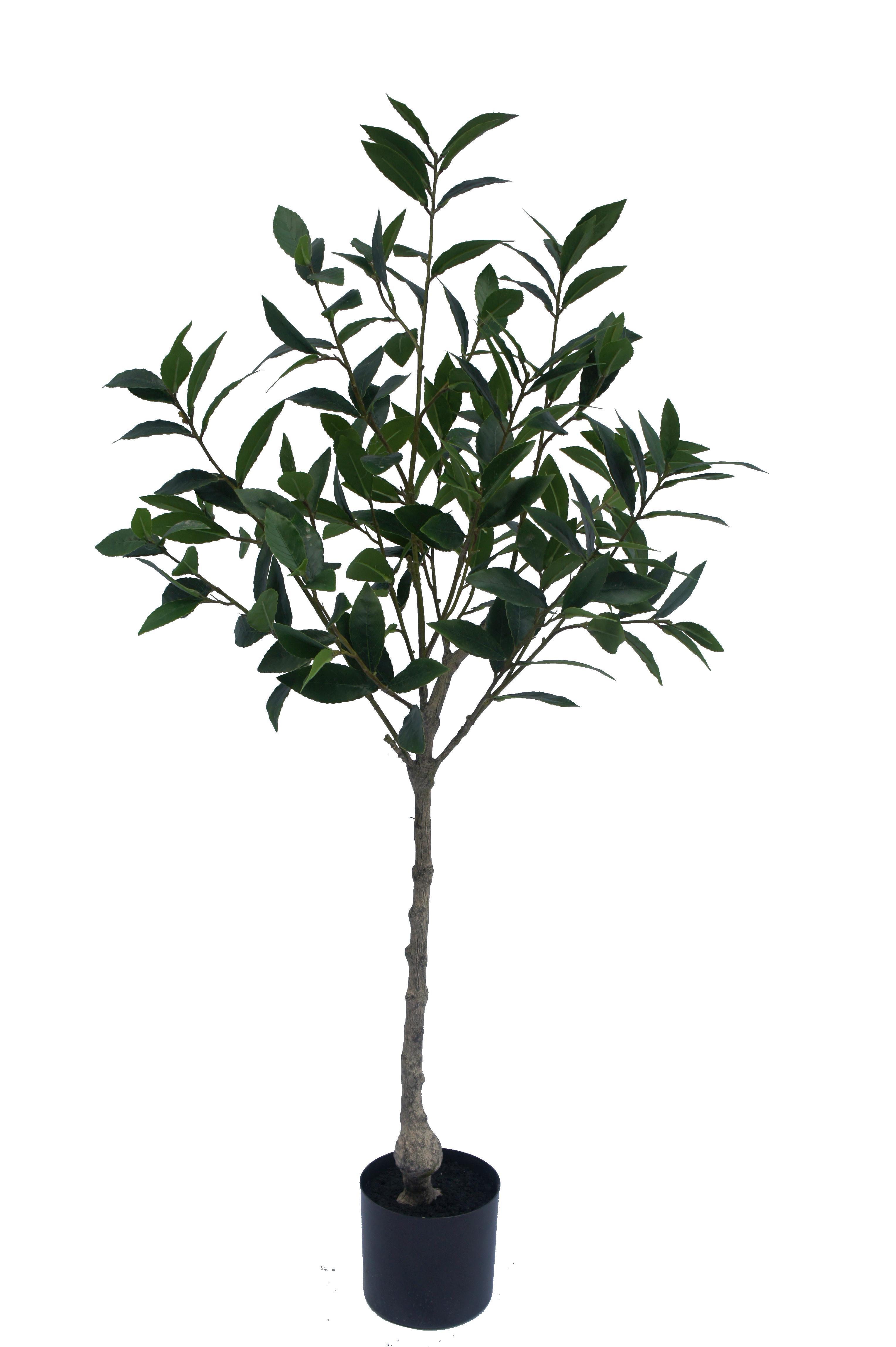 Bay Laurel Potted Plant